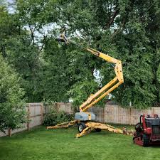 Best Organic Lawn Care Solutions  in Sandia Knolls, NM